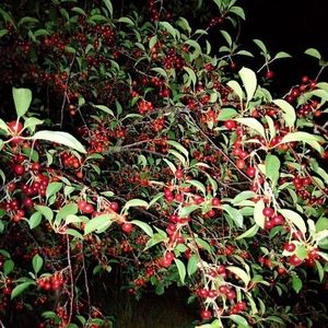 Meet your Posher, Fernández